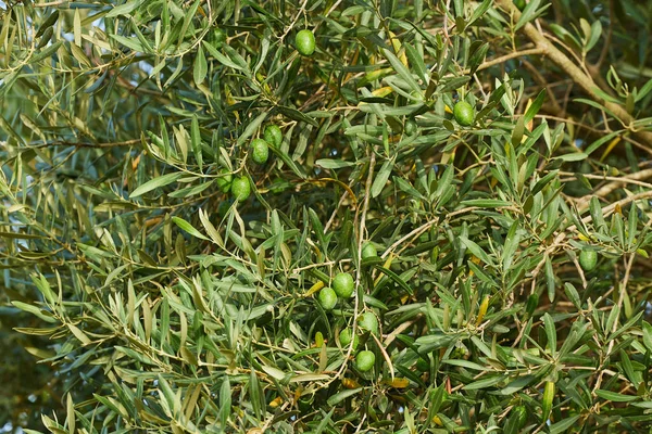 Close Olive Tree Young Green Olives High Quality Photo — Stock Photo, Image