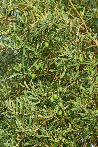 橄榄树的特写 上面有绿色的橄榄 高质量的照片 — 图库照片