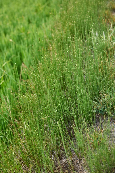 朝の露出による緑色の新鮮な草の上に水滴 — ストック写真