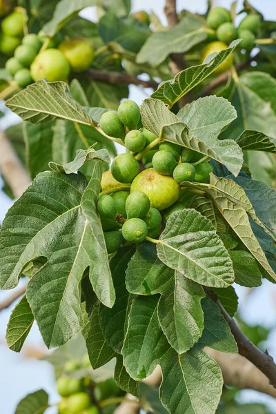 Figues Mûrissant Sur Figuier Gros Plan Figuier Fruits Branches Dans — Photo