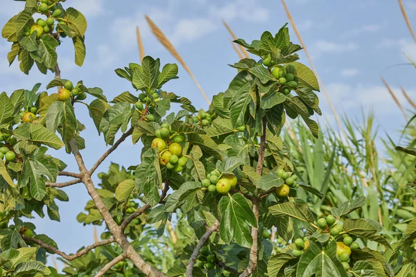 Vijgen Rijpen Een Vijgenboom Close Van Een Vijgenboom Vruchten Takken — Stockfoto