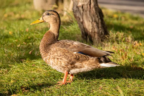 A brown wild duck stands on a green lawn in the park.