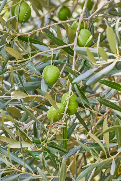 Nærbilde Oliventreet Med Unge Grønne Oliven Bilde Høy Kvalitet – stockfoto