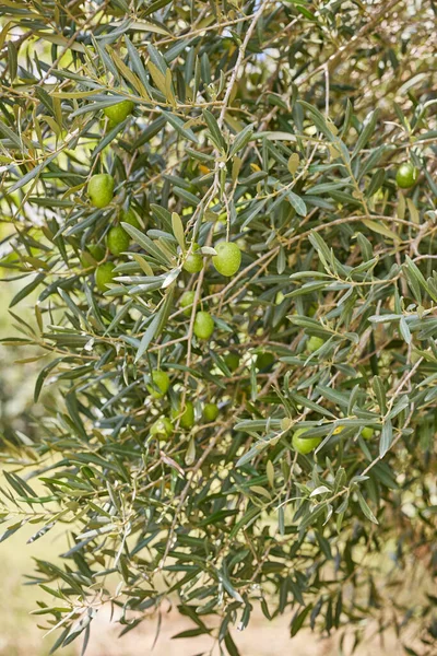 Nahaufnahme Des Olivenbaums Mit Jungen Grünen Oliven Darauf Hochwertiges Foto — Stockfoto
