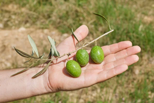Ein Grüner Olivenzweig Mit Drei Oliven Liegt Auf Der Handfläche — Stockfoto