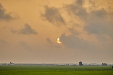 Bulutlu gökyüzünde güzel bir güneşin doğuşuna karşı yeşil pirinç tarlası. İspanya Valencia Albufera 'da pirinç yetiştirme kavramı.