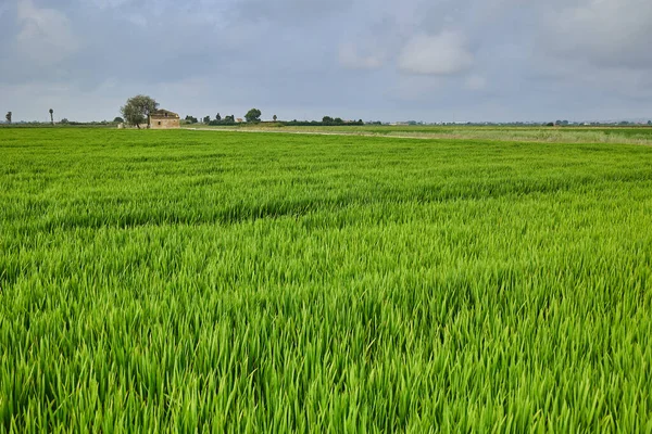 Zielone Pole Ryżowe Zachmurzone Niebo Koncepcja Rolnictwa Uprawy Roślin Ryżu — Zdjęcie stockowe