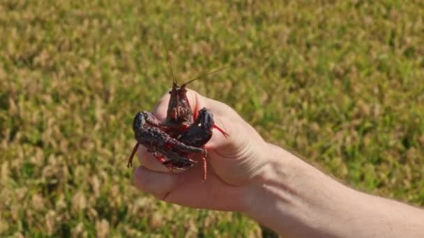 Man Hand Holds Red Swamp Crayfish Caught Rice Field Albufera — Stock Video