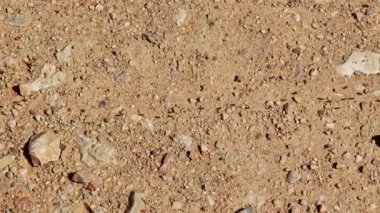 Yakından siyah karıncalar taş zeminde kuyrukta yürüyorlar.