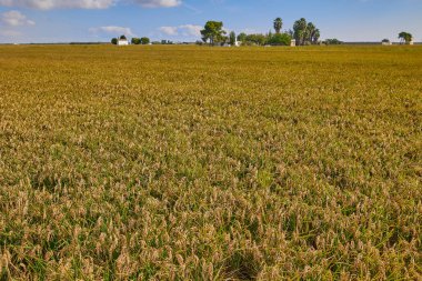 Albufera, Valencia, İspanya 'da güneşli bir günde hasat öncesi olgun pirinç tarlası.