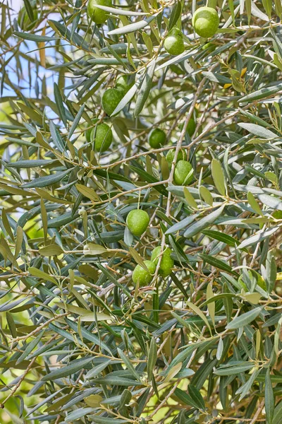 Close Olive Tree Young Green Olives High Quality Photo — Stock Photo, Image