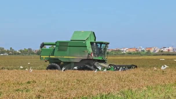 Valencia Spanien September 2023 Erntemaschine Für Das Reisfeld Albufera — Stockvideo