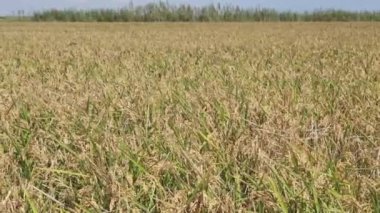 Albufera, Valencia, İspanya 'da güneşli bir günde hasat öncesi olgun pirinç tarlası.