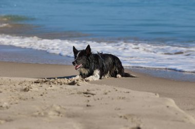 Islak köpek, denizde yüzdükten sonra kumlu sahilde uzanıyor.