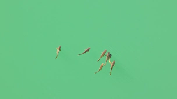 Luchtfoto Van Een Grote Vis Die Vrij Onder Water Van — Stockvideo