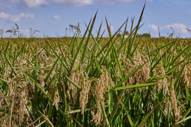 Albufera, Valencia, İspanya 'da güneşli bir günde hasat öncesi olgun pirinç tarlası.