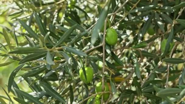 Nahaufnahme Des Olivenbaums Mit Jungen Grünen Oliven Darauf Hochwertiges Foto — Stockvideo