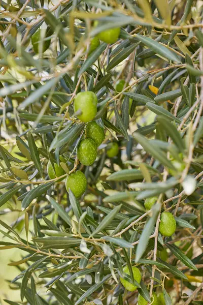 Üzerinde taze yeşil zeytin olan zeytin ağacının yakın çekimi. Yüksek kalite fotoğraf.