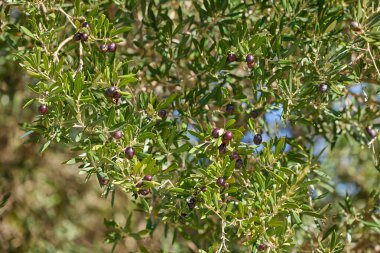 Bir zeytin dalına yakın çekim. Meyveler hasat için hazır.