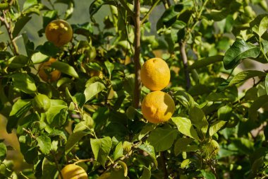 Limonlu sarı turunçgillerin yakın çekimi limon koruluğundaki bir ağaç dalında yetişir..