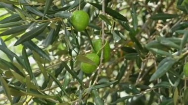 Üzerinde taze yeşil zeytin olan zeytin ağacının yakın çekimi. Yüksek kalite fotoğraf.