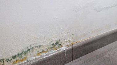 Lastik eldivenli bir el süngerle küfü temizler ve dezenfeksiyon için sprey sıkar. Dairenin içindeki duvarların kalıplarını çıkarıyorum. Odadaki nem ve küf görünüşü....