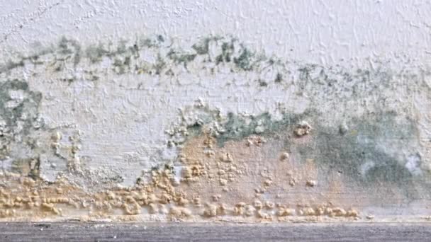 Croissance Des Moisissures Sur Les Murs Intérieur Immeuble Habitation Humidité — Video
