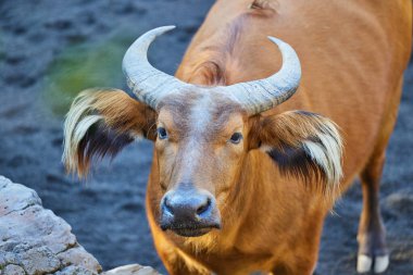Kızıl Afrika orman bufalolarına yaklaş ve doğrudan kameraya bak.