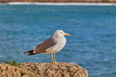 Martı denizin arka planında bir taşın üzerinde oturur..