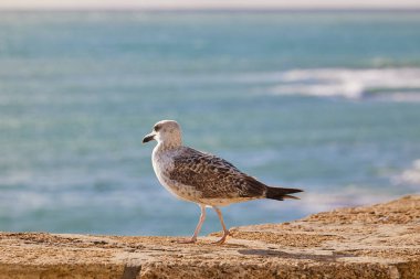 Bir martı denizin arka planında bir taşın üzerinde yürür..