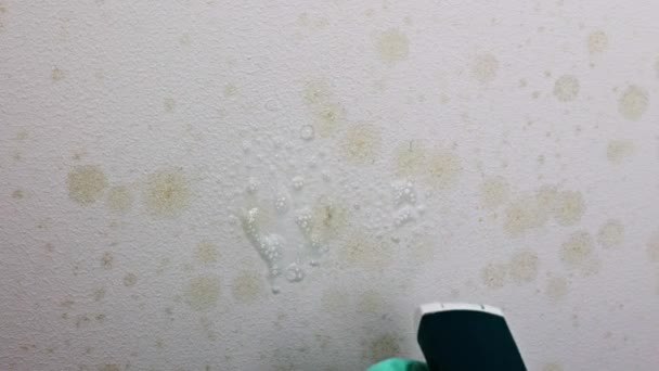 Uma Mão Luvas Borracha Remove Molde Com Uma Esponja Spray — Vídeo de Stock