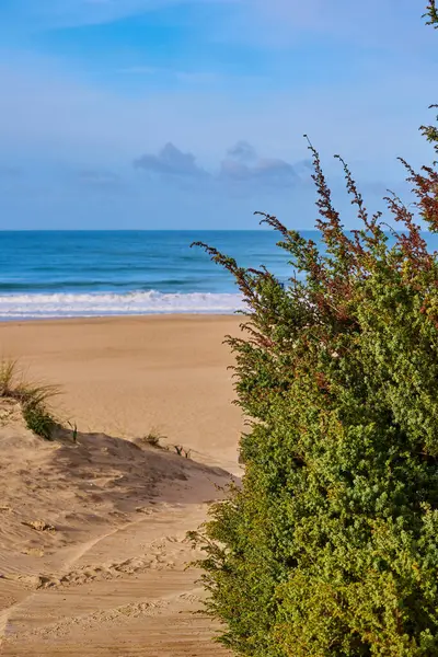 Kum tepelerinin arasından denize giden ahşap patika çalılarla kaplanmış..
