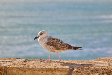 Bir martı denizin arka planında bir taşın üzerinde yürür..