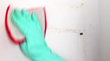 Lastik eldivenli bir el süngerle küfü temizler ve dezenfeksiyon için sprey sıkar. Dairenin içindeki duvarların kalıplarını çıkarıyorum. Odadaki nem ve küf görünüşü....