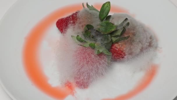Verwende Aardbeien Bedekt Met Schimmel Een Bord Langzame Rotatie — Stockvideo