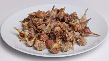 Beyaz bir tabakta dönen Canailli deniz salyangozları. Bolinus brandaris beyaz bir tabakta dönen aperatifleri yemeye hazır..
