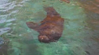 Deniz suyunun altında yüzen muhteşem deniz aslanları. Su altında yüzen deniz aslanları yakın planda yakalanır..