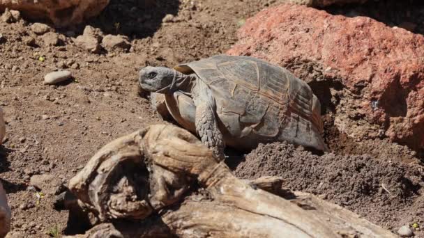 Крупный План Редкой Черепахи Пустыни — стоковое видео