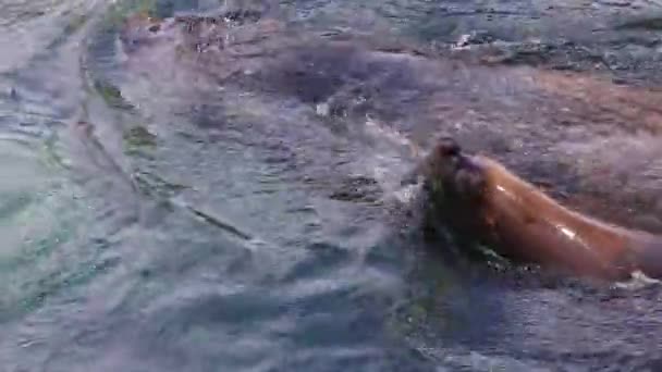 Deniz Suyunun Altında Yüzen Muhteşem Deniz Aslanları Altında Yüzen Deniz — Stok video