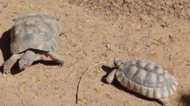 Nadir çöl kaplumbağaları yerde hızlı hareket eder.