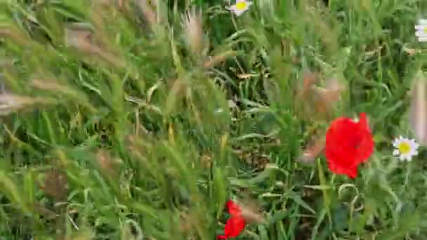 Amapolas Rojas Otras Flores Silvestres Que Soplan Viento — Vídeos de Stock