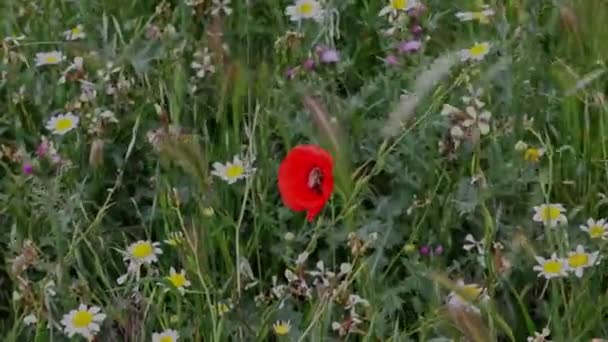 赤いポピー デイジー その他の野生の花が風に吹いている — ストック動画