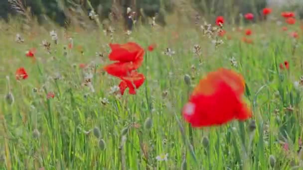 Papoilas Vermelhas Outras Flores Silvestres Que Sopram Vento — Vídeo de Stock