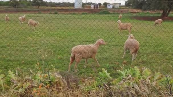 Flock Sheep Grazing Green Meadow Wire Fence Sheep Run Fence — Stockvideo
