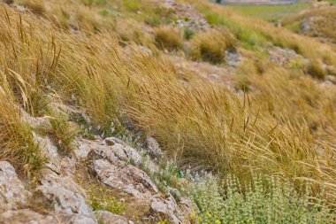 Consuegra, Toledo, İspanya 'da kayalık arka planda ot.