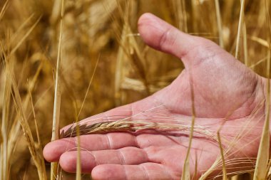 Yazın İspanya 'da bir tarlada buğday ve arpa mahsulü. Olgun arpa dikenlerini inceleyen bir çiftçinin ellerine yakın çekim.