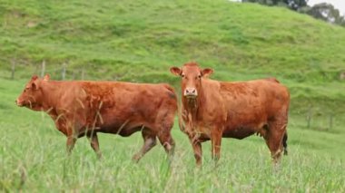 Kahverengi inek grubu yeşil bir çayırda otluyor.