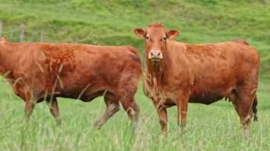 Kahverengi inek grubu yeşil bir çayırda otluyor. Uzaklaştır.