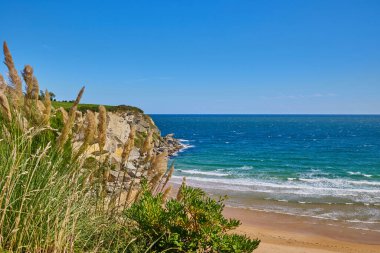 Santader, İspanya 'daki Matalenas Sahili' nin arka planında gün ışığında sazlıklar çiçek açıyor..