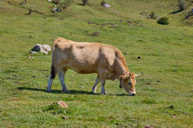 Kahverengi inek yeşil bir çayırda otluyor..